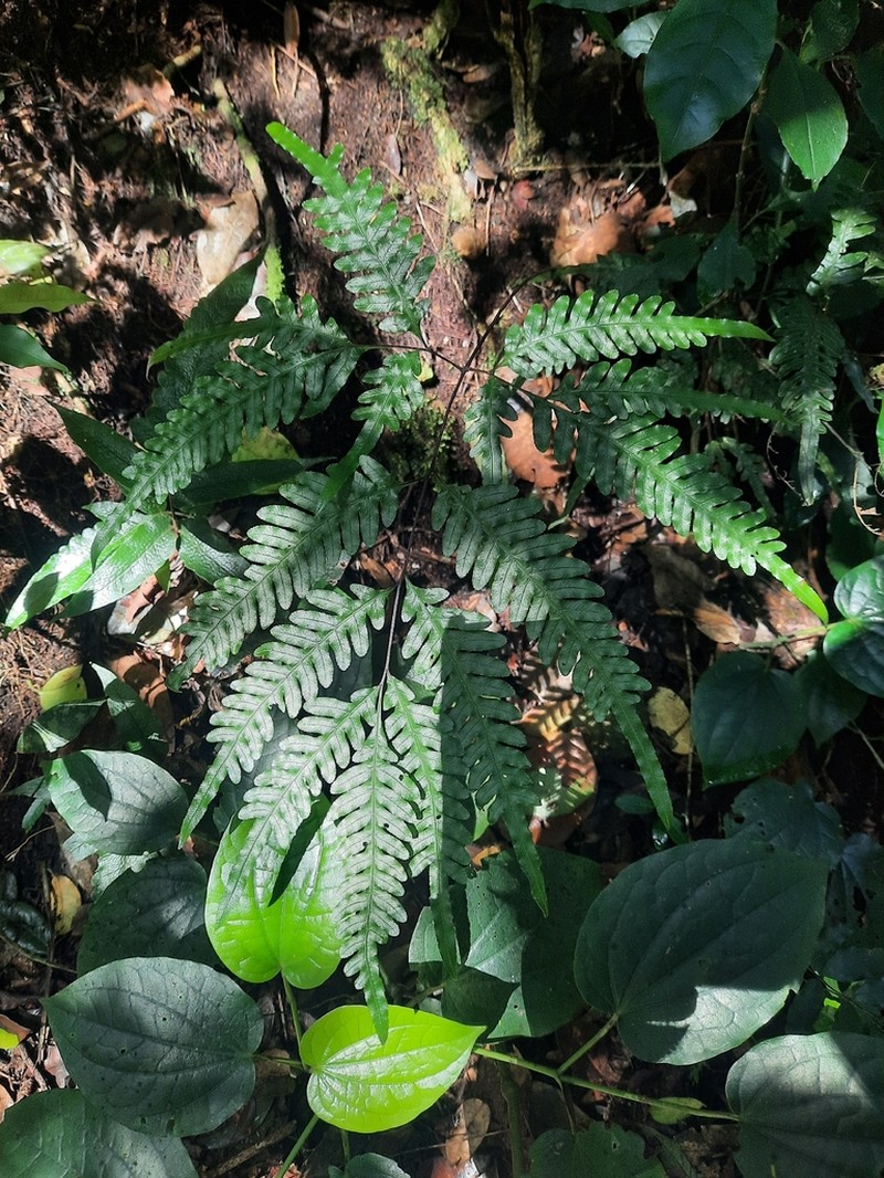 Pteris usambarensis