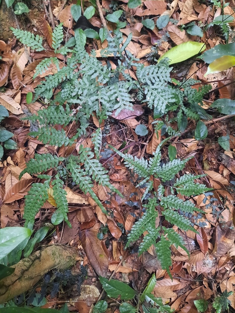 Pteris usambarensis photo 2