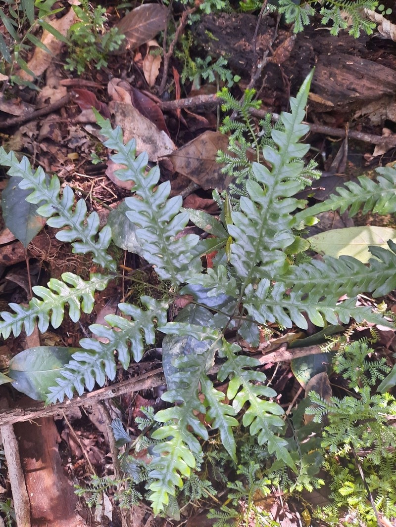 Pteris usambarensis photo 3