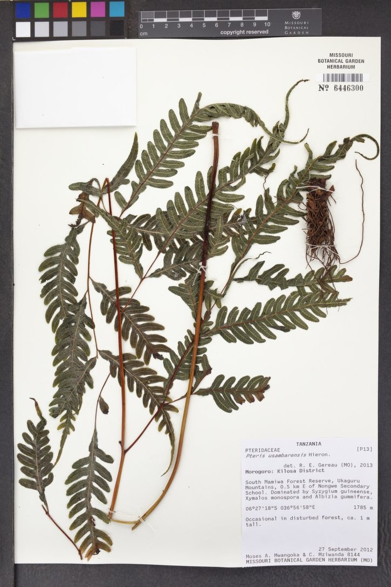 Pteris usambarensis photo 4