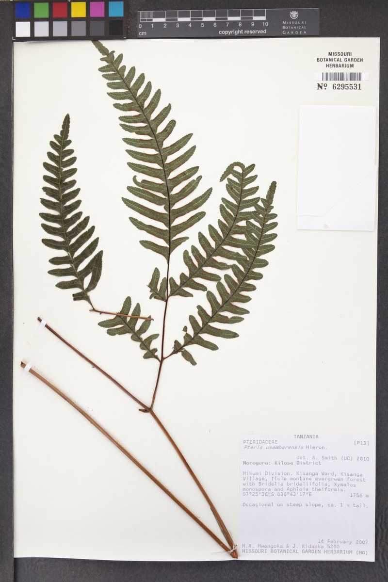 Pteris usambarensis photo 5
