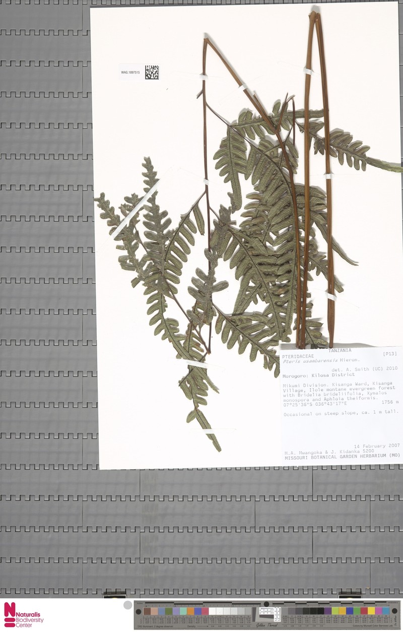 Pteris usambarensis photo 6