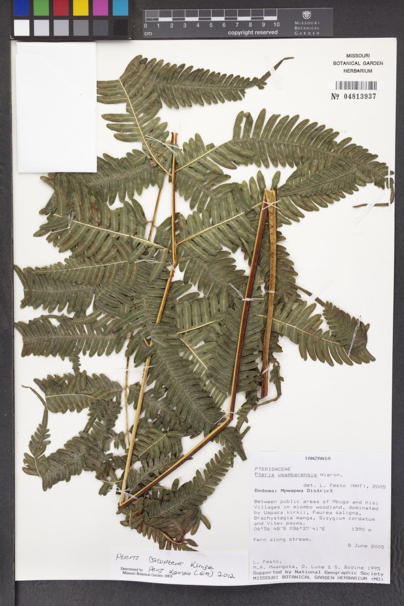 Pteris usambarensis photo 7