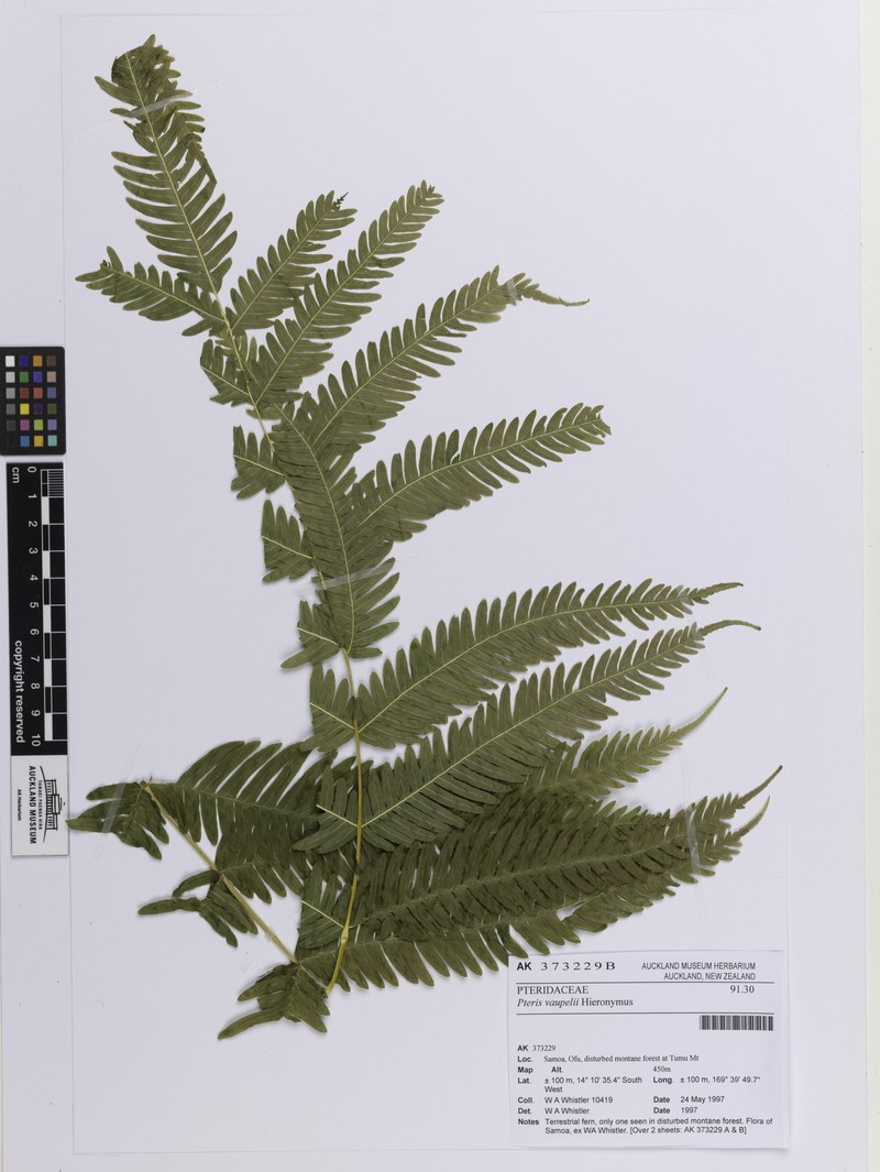 Pteris vaupelii