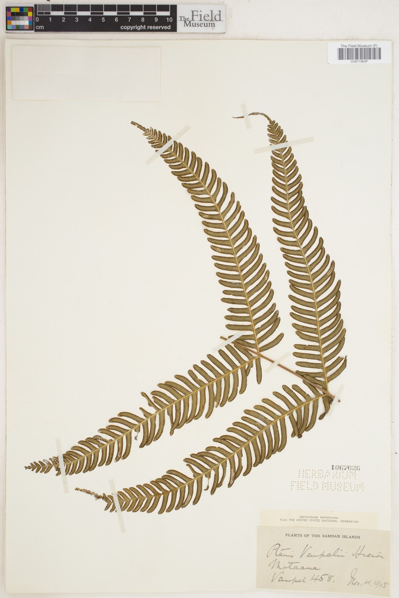 Pteris vaupelii photo 2