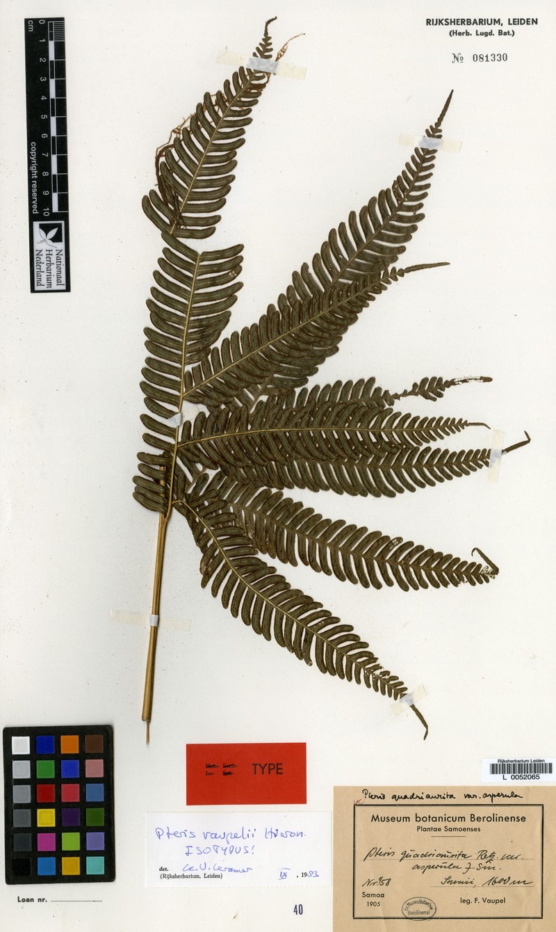 Pteris vaupelii photo 3