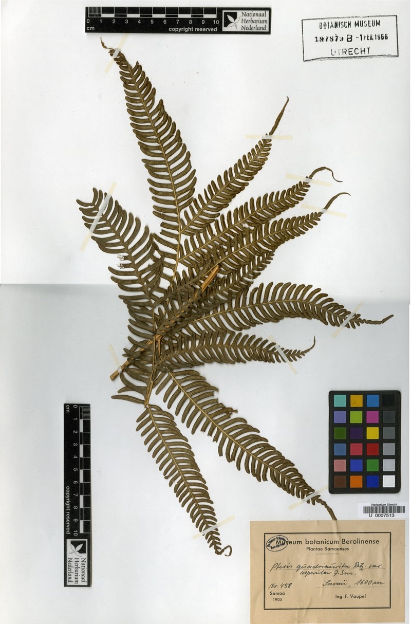 Pteris vaupelii photo 4