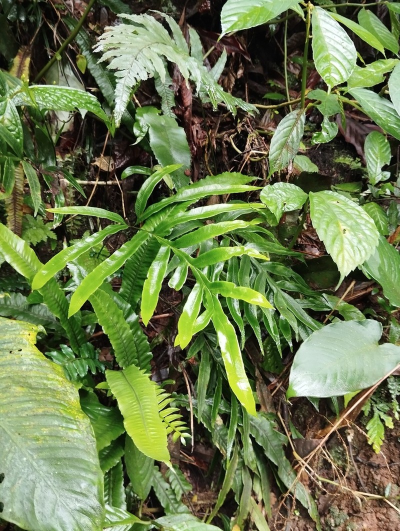 Pteris venulosa
