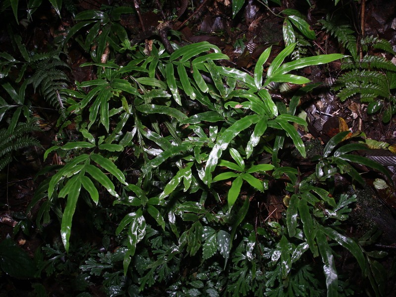 Pteris venulosa photo 2