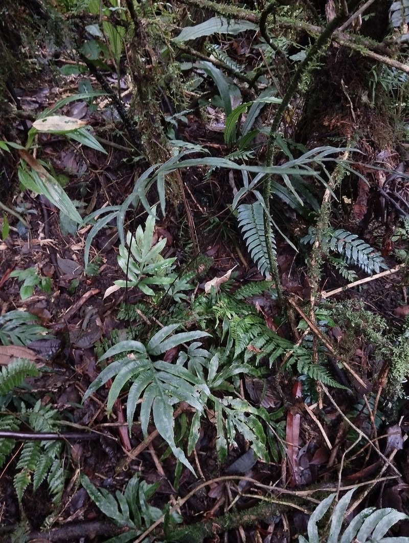 Pteris venulosa photo 3