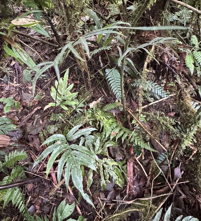 Pteris venulosa photo 4