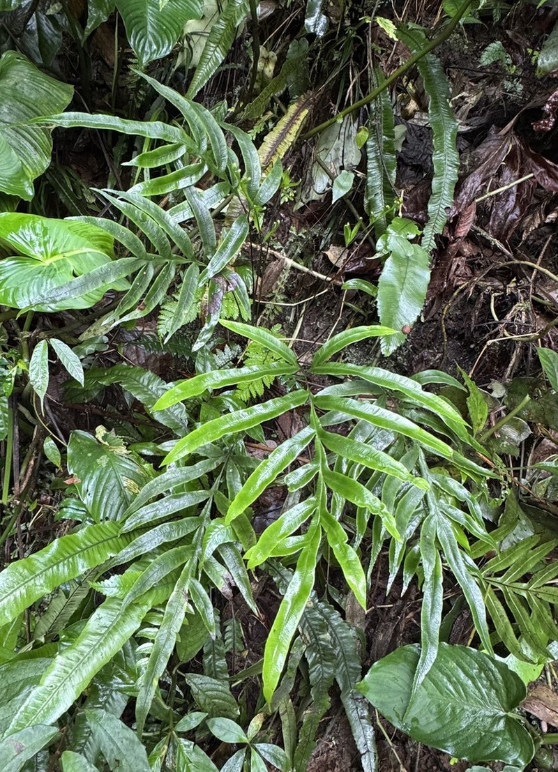 Pteris venulosa photo 5