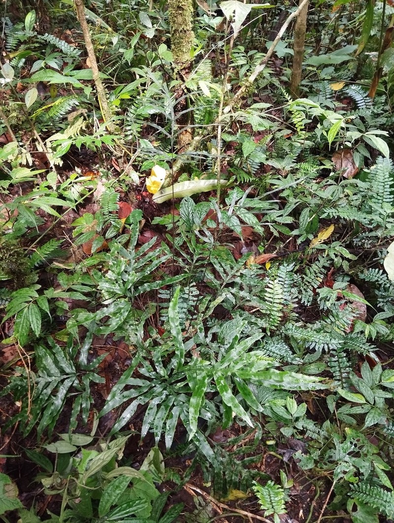 Pteris venulosa photo 6