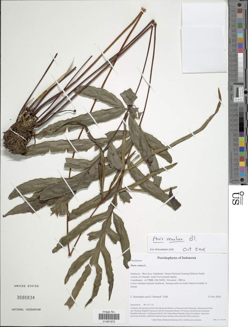 Pteris venulosa photo 8