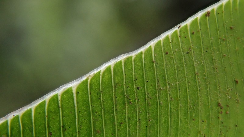 Pteris venusta