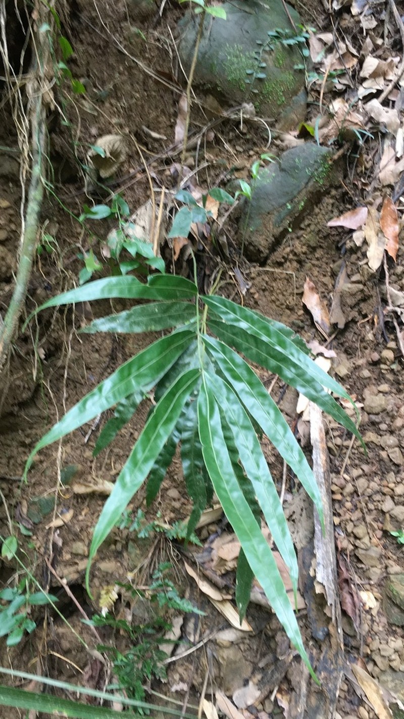 Pteris venusta photo 2