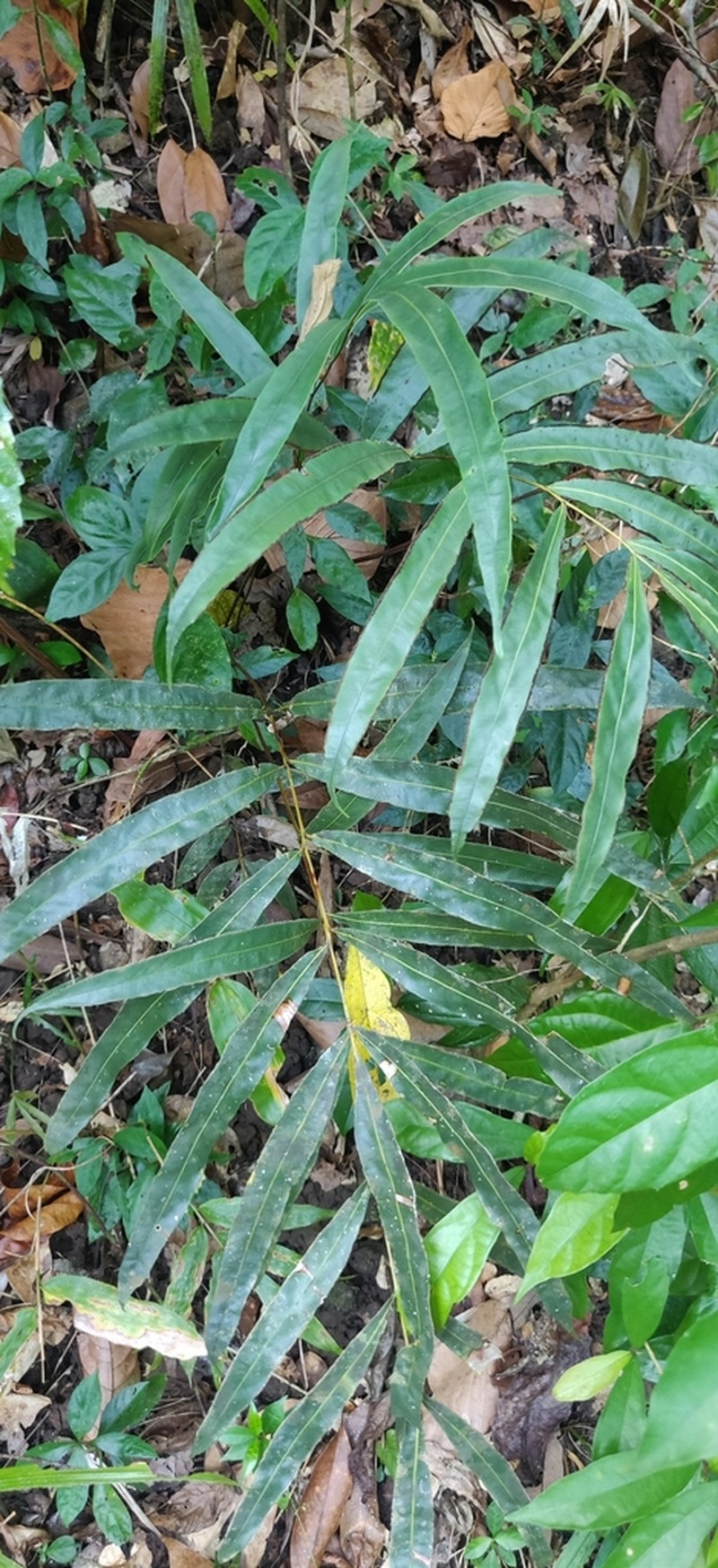 Pteris venusta photo 3