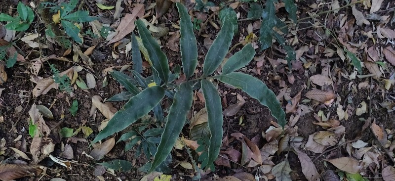Pteris venusta photo 4