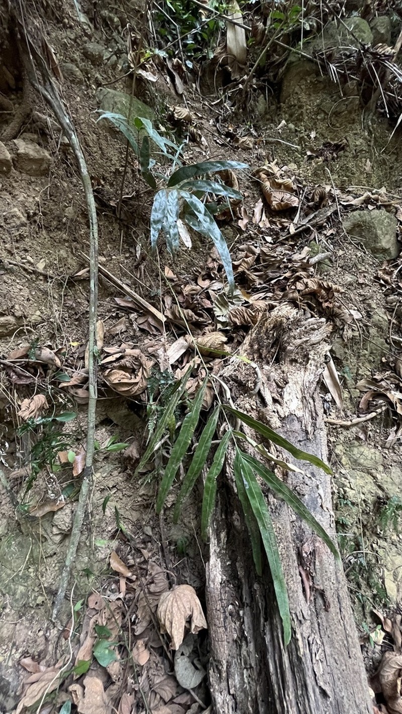 Pteris venusta photo 5