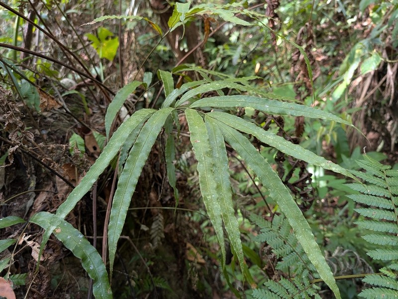 Pteris venusta photo 8