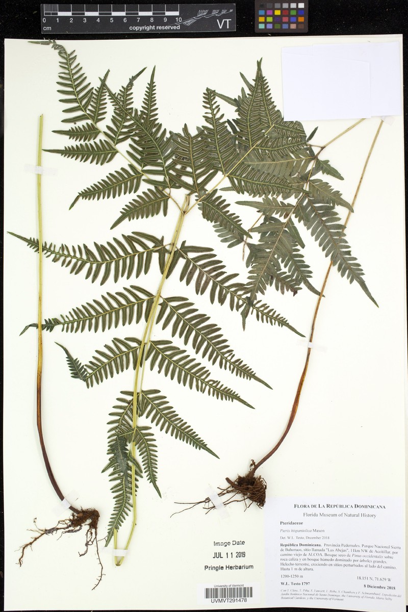 Pteris verticillata