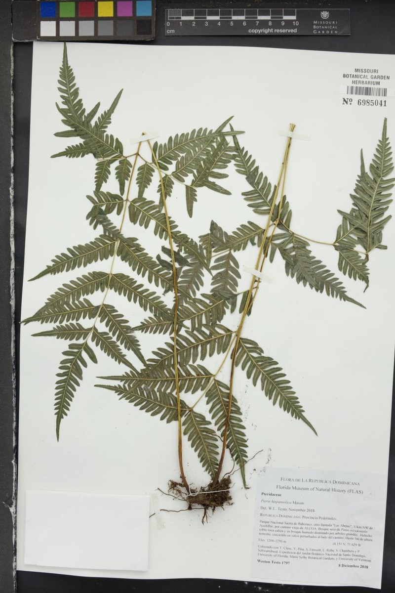 Pteris verticillata photo 2