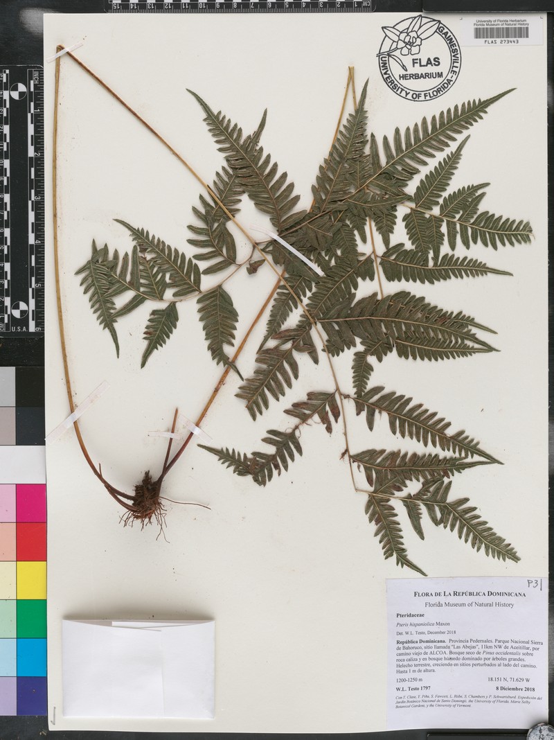 Pteris verticillata photo 3