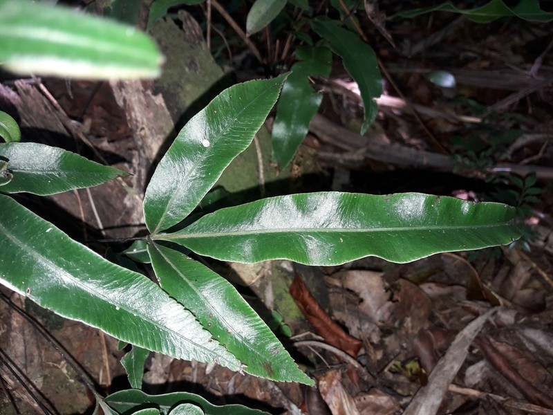 Pteris vieillardii