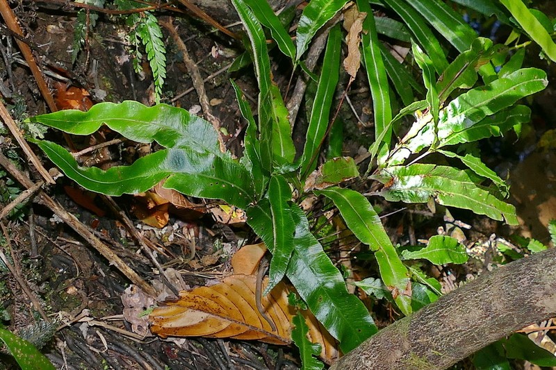 Pteris vieillardii photo 3