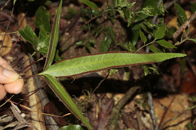 Pteris vieillardii photo 4