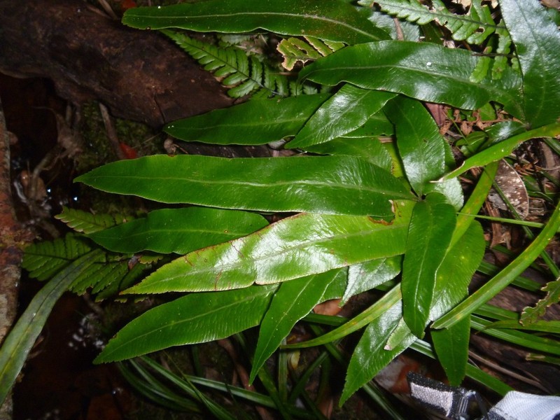 Pteris vieillardii photo 5