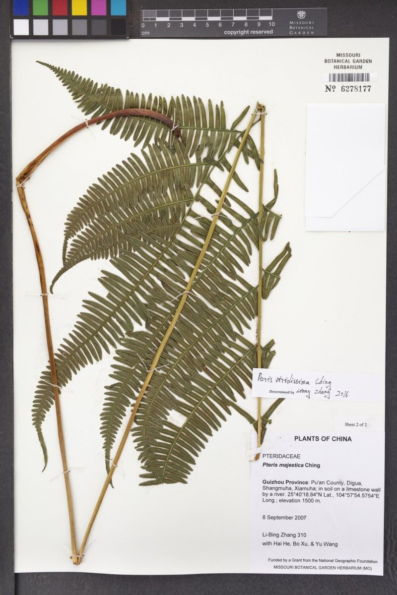 Pteris viridissima
