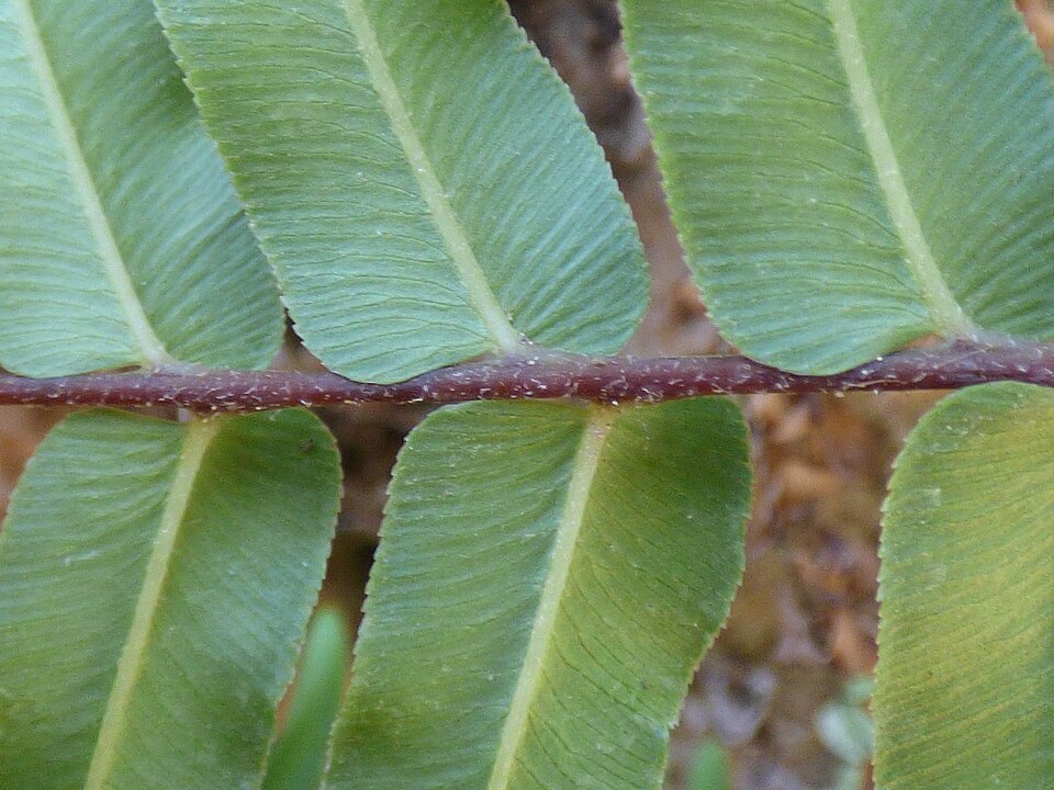 Ladder Brake photo 7