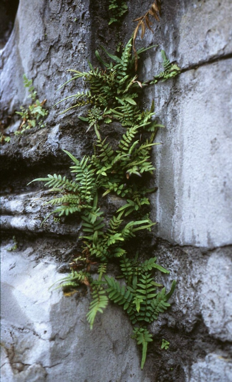 Ladder Brake