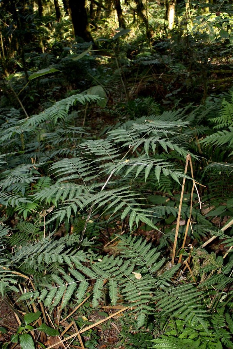 Pteris websteri photo 2
