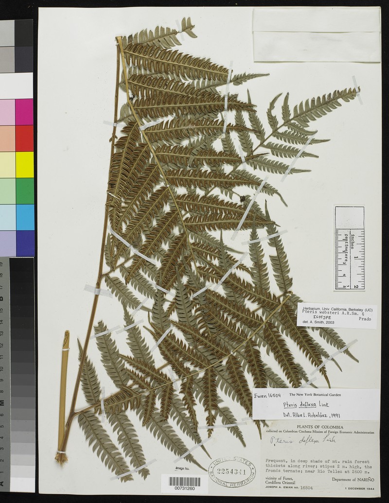 Pteris websteri