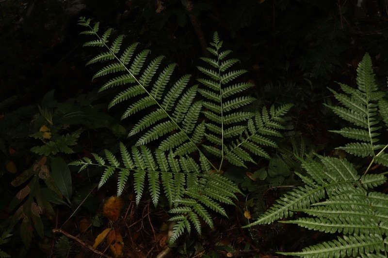 Pteris werneri photo 2