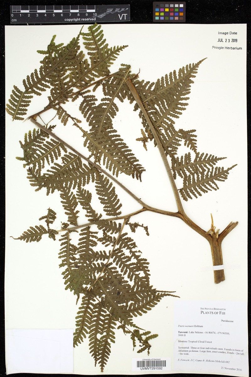 Pteris werneri photo 3