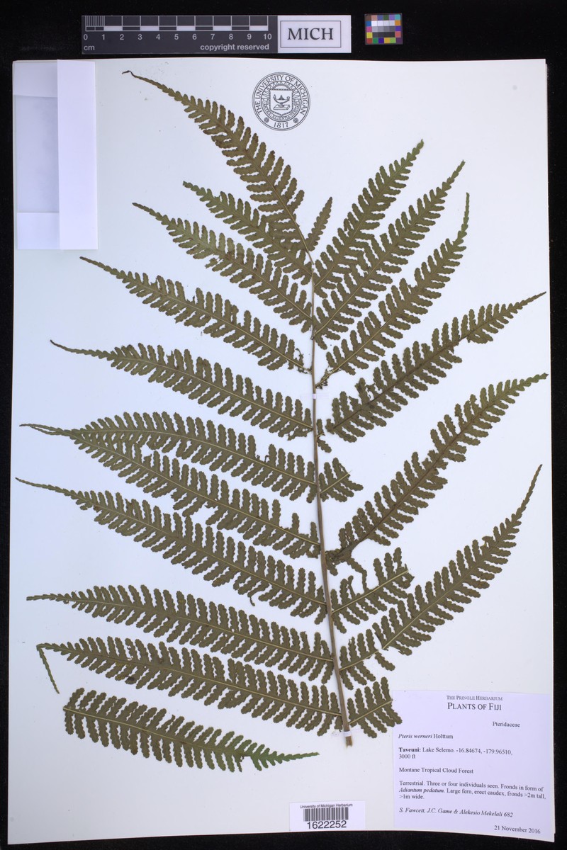 Pteris werneri photo 4