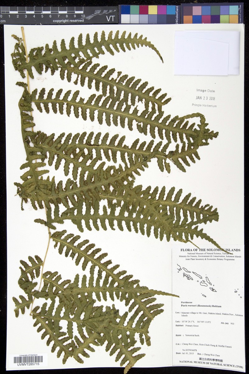 Pteris werneri photo 5