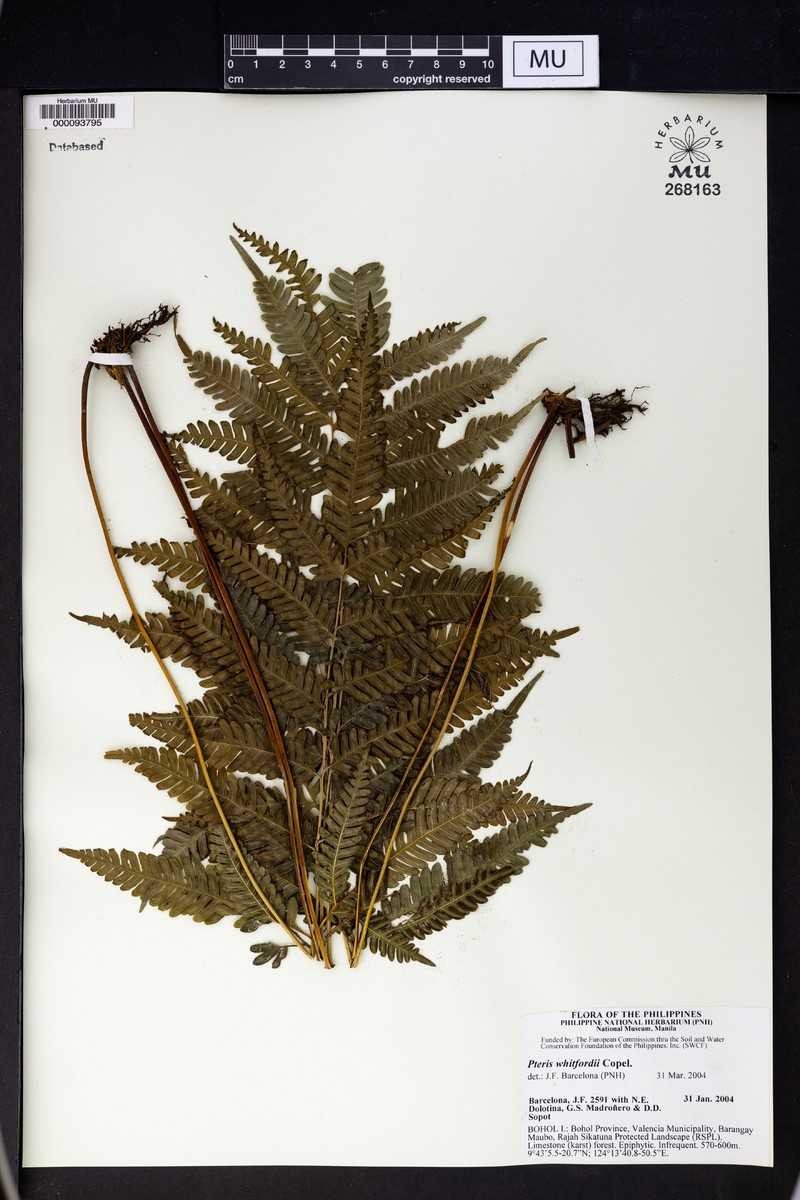 Pteris whitfordii