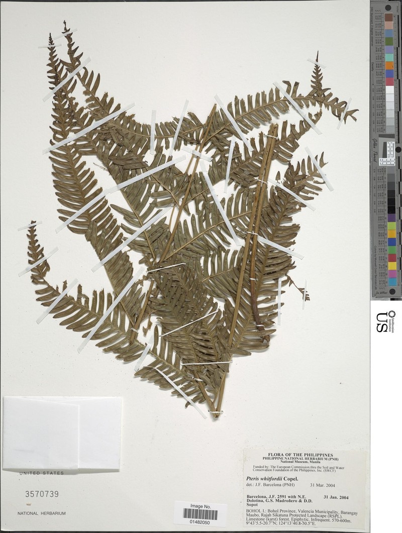 Pteris whitfordii photo 2