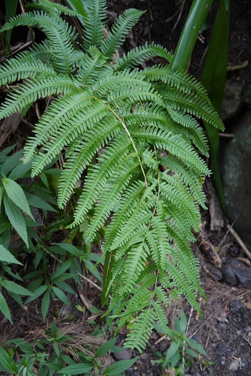 Pteris woodwardioides