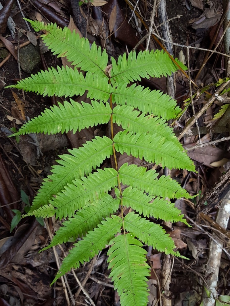 Pteris woodwardioides photo 2
