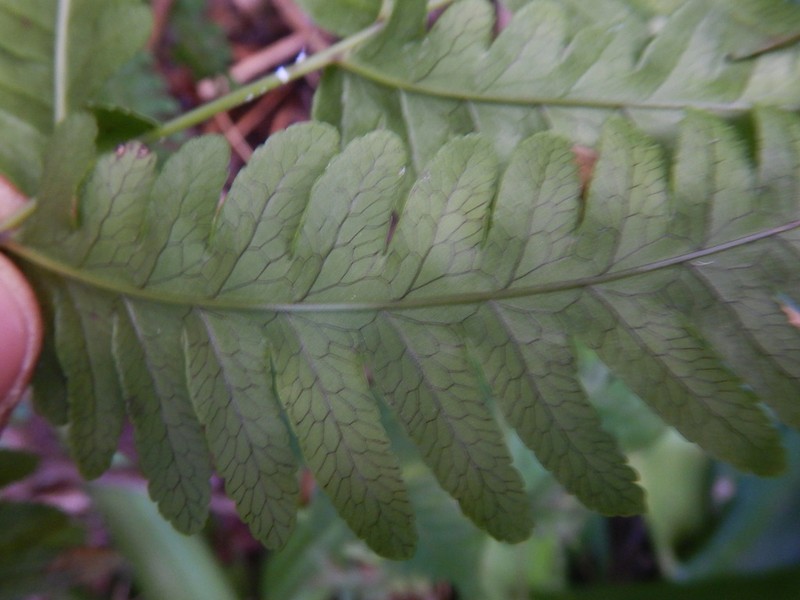 Pteris woodwardioides photo 3