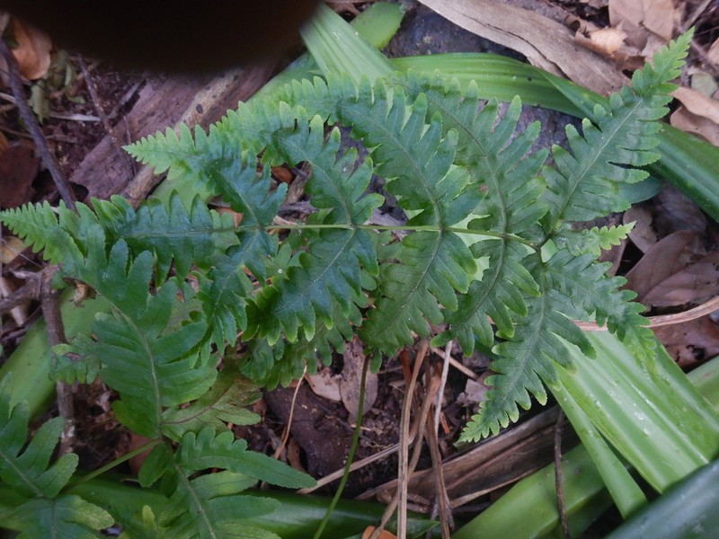 Pteris woodwardioides photo 4