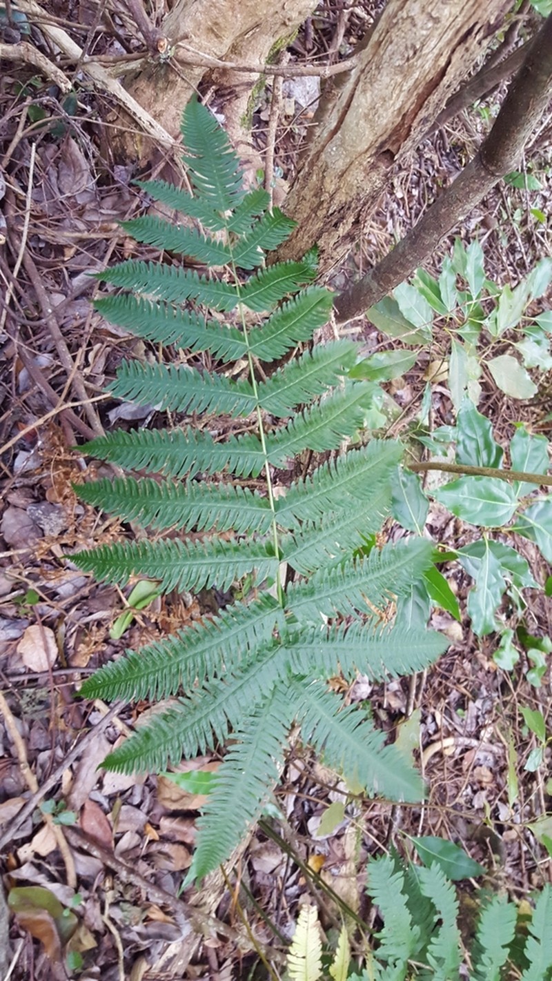 Pteris woodwardioides photo 5