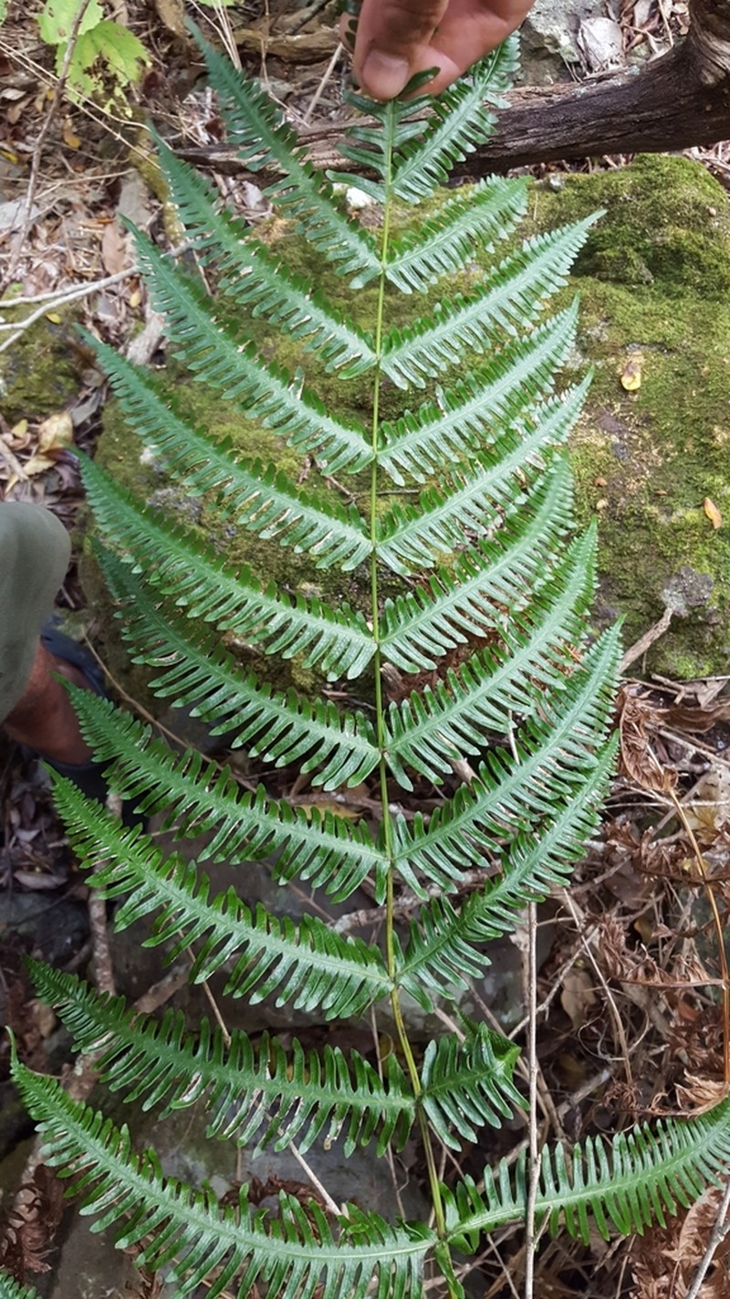 Pteris woodwardioides photo 6