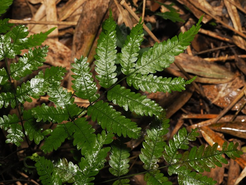 Pteris wulaiensis
