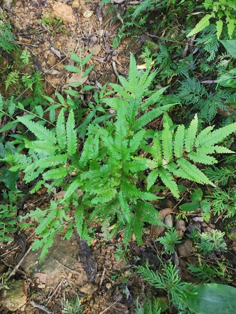 Pteris wulaiensis photo 2